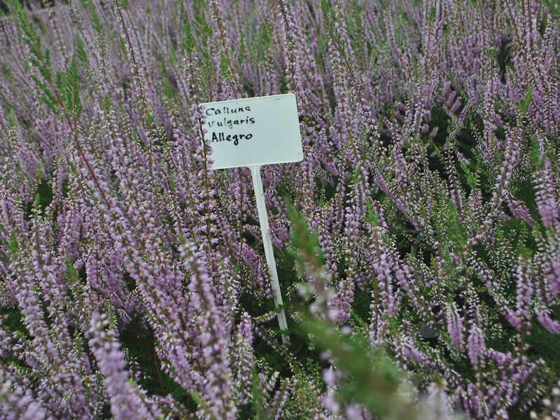 Верески Allegro
